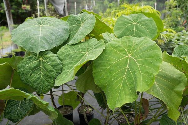 Macaranga grandifolia