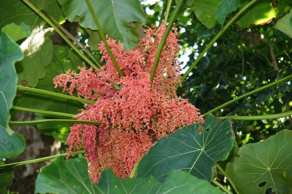 Macaranga grandifolia