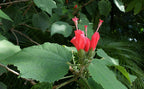 Malvaviscus cf. arboreus