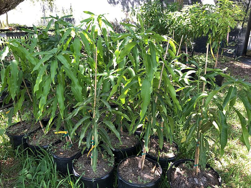 Mangifera indica 'Florigon'