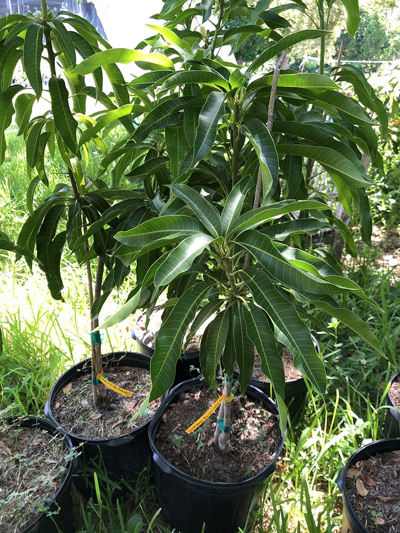 can we plant mango tree in pot Mangifera indica 'Glenn'