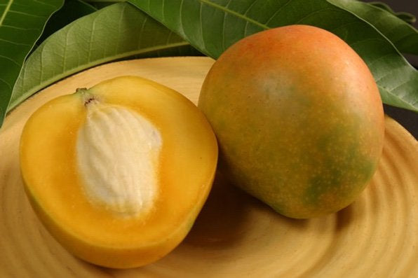 Mangifera indica 'Florigon'