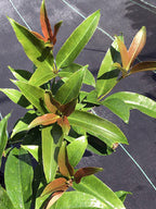 Medinilla balls-headleyi