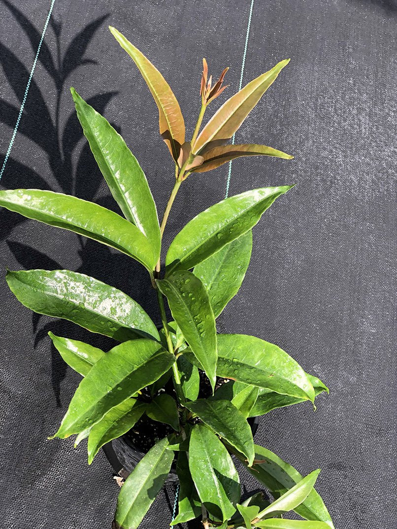 Medinilla balls-headleyi