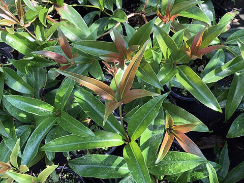 Medinilla balls-headleyi