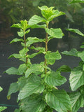 Mentha x piperita ‘Chocolate’