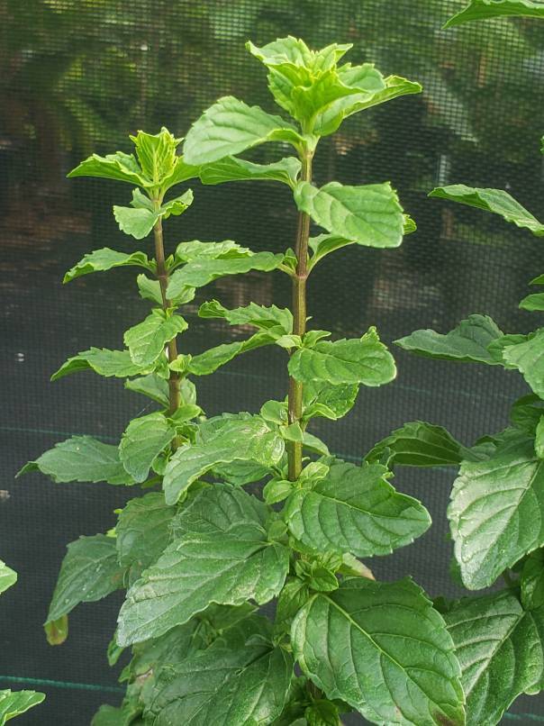 Mentha x piperita ‘Chocolate’