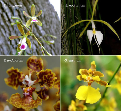 The Million Orchid Project Restoration Kit - Four native species bundle (Tree and Ground species)