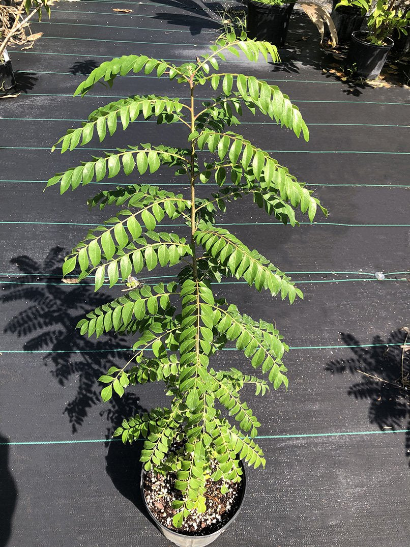 curry leaf tree bonsai Murraya koenigii