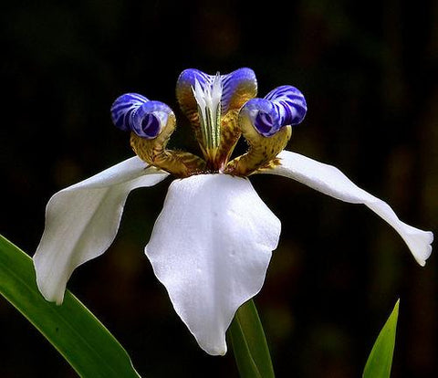Neomarica gracilis