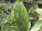 variegated prickly pear cactus Spineless Prickly Pear Cactus