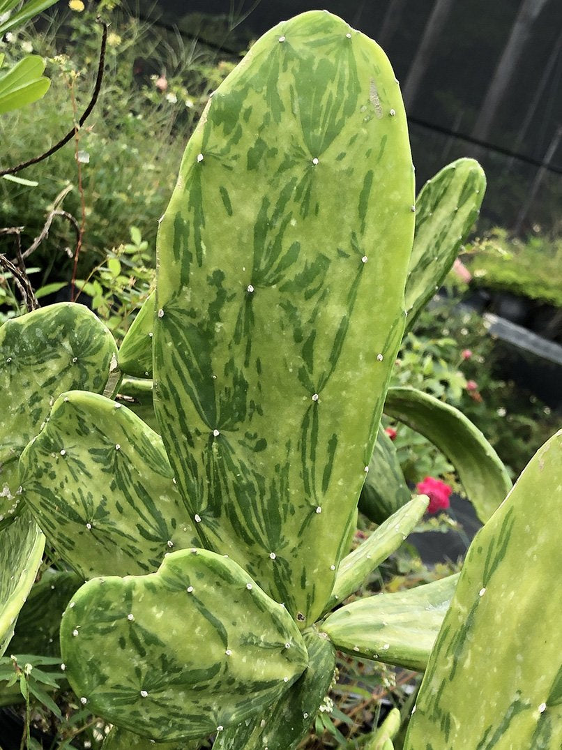 Opuntia cochenillifera - Variegated