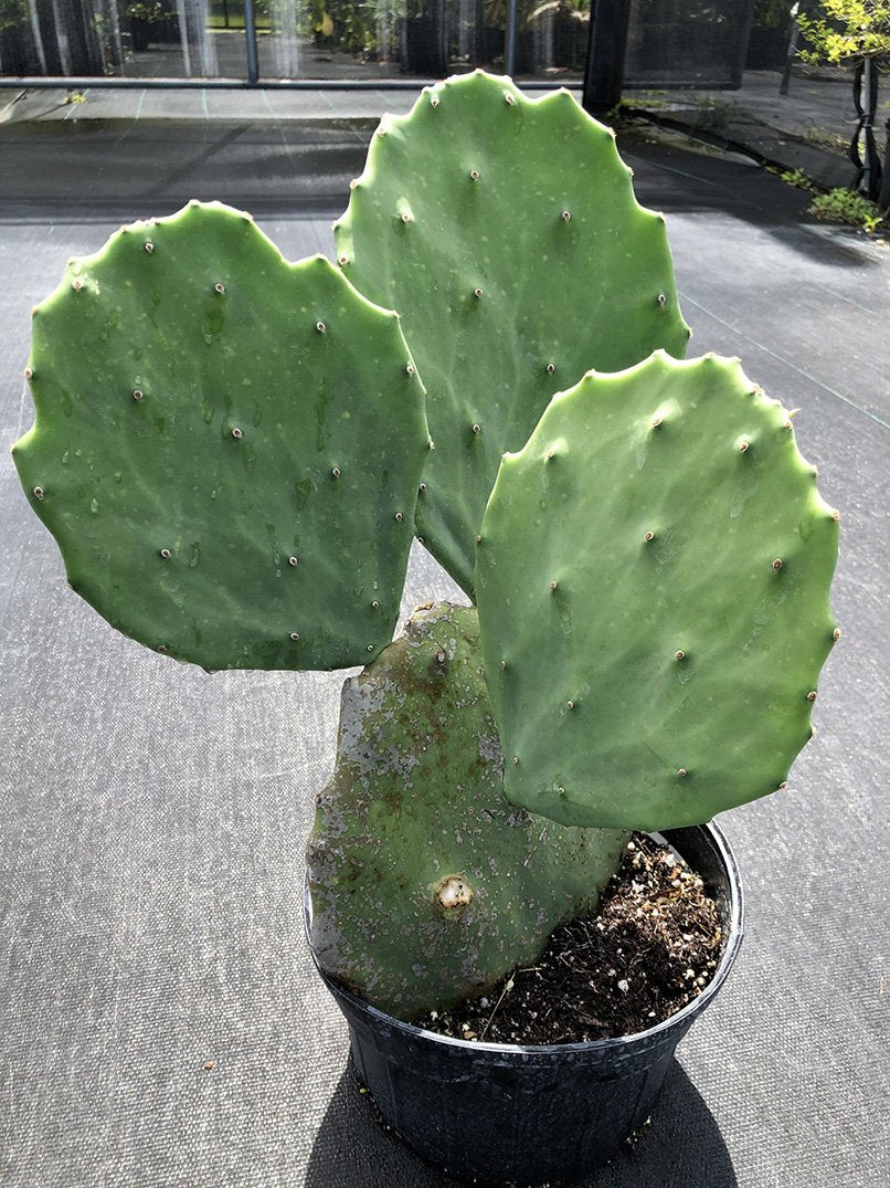 mature prickly pear cactus for sale Opuntia gomei 'Old Mexico'