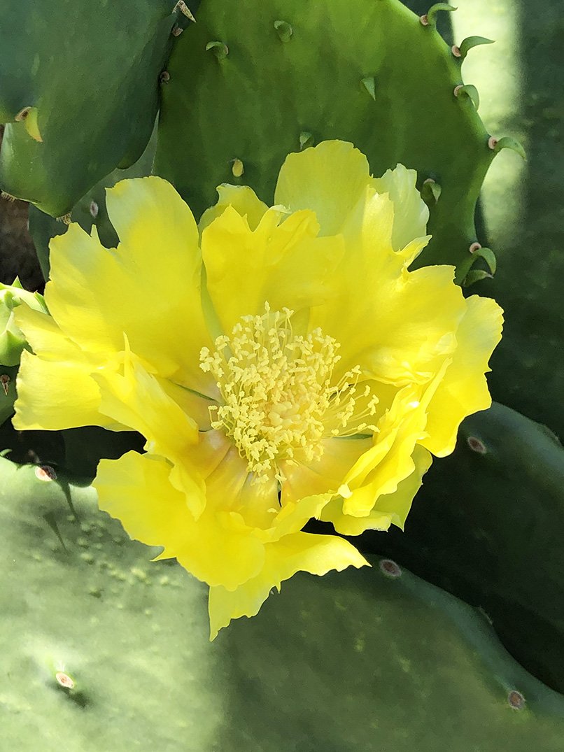 Opuntia gomei 'Old Mexico'