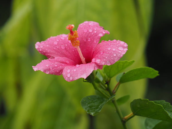 Hibiscus fragilis