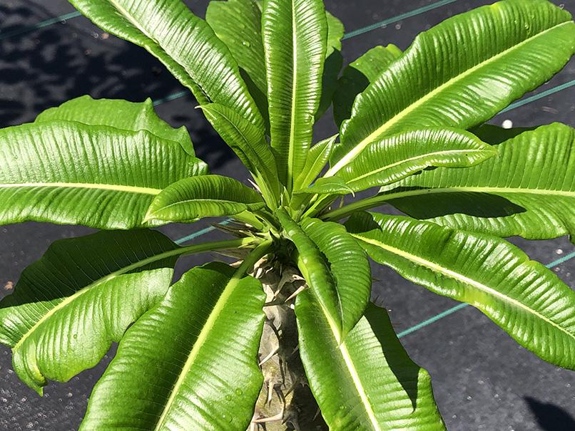 Fairchild Tropical Botanic Garden Pachypodium lamerei - Thumbnail 4