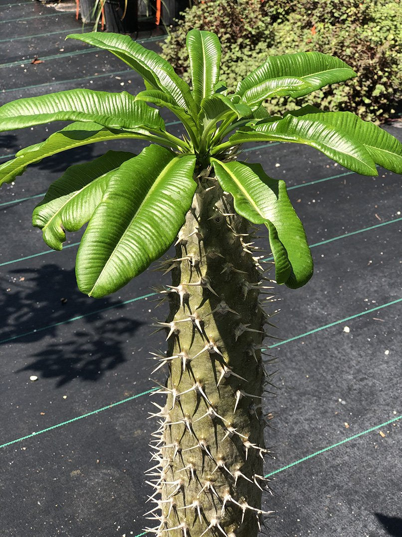 Fairchild Tropical Botanic Garden Pachypodium lamerei - Thumbnail 3