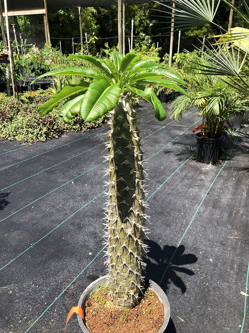 palm cactus plant Pachypodium lamerei