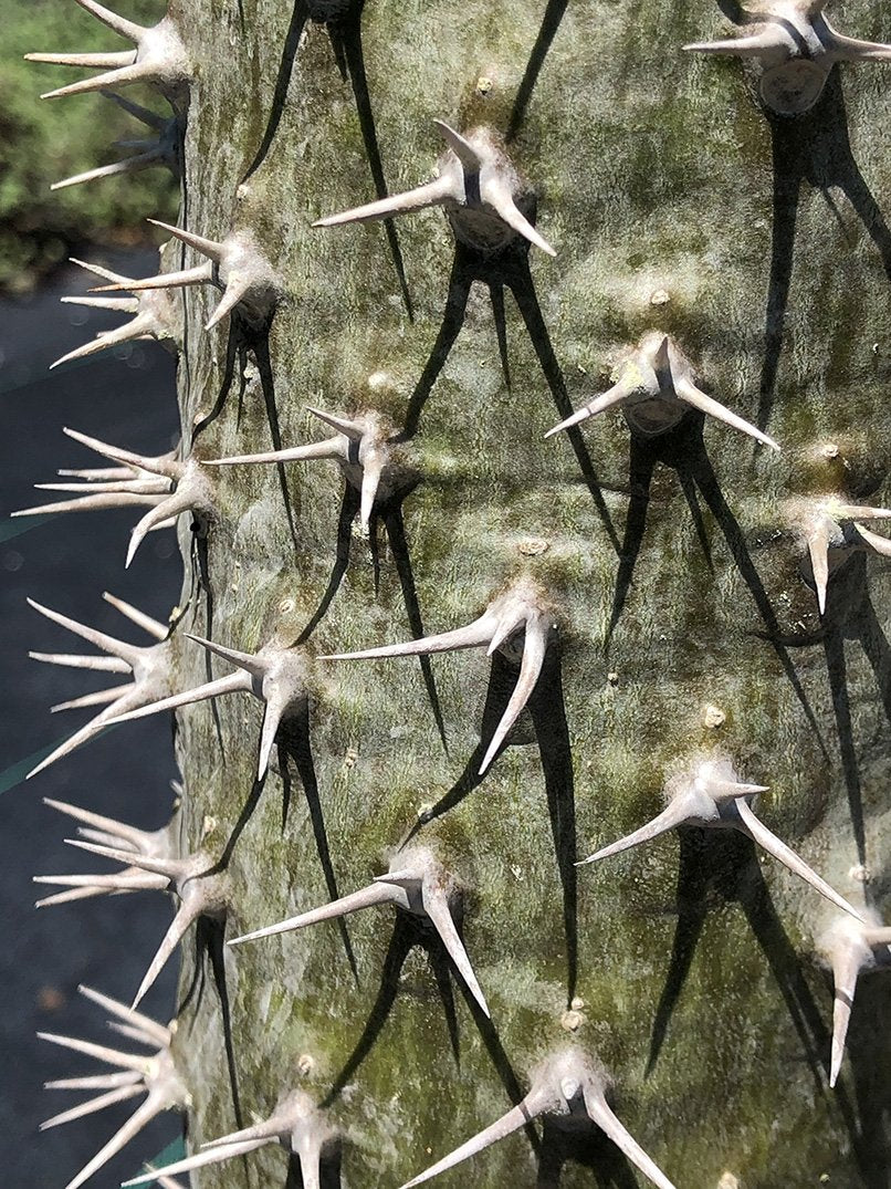 Pachypodium lamerei
