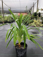 Pandanus amaryllifolius