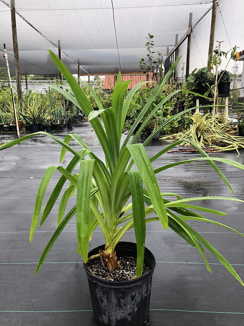 Pandanus amaryllifolius