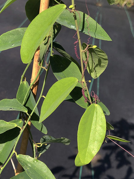 Passiflora cupraea