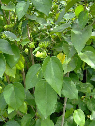 Pavonia bahamensis