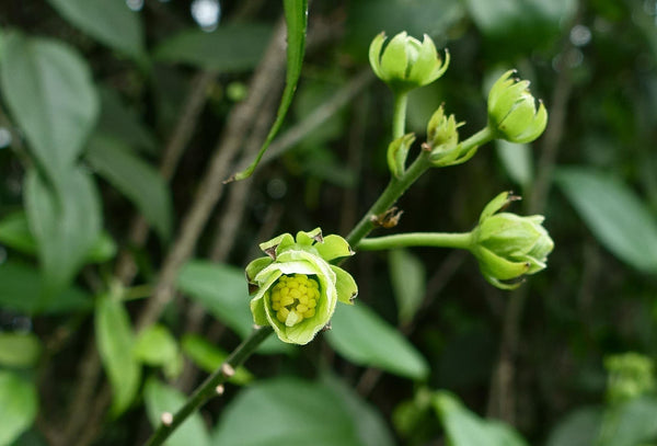 Pavonia paludicola