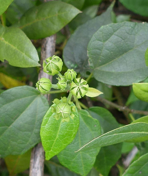 Pavonia paludicola