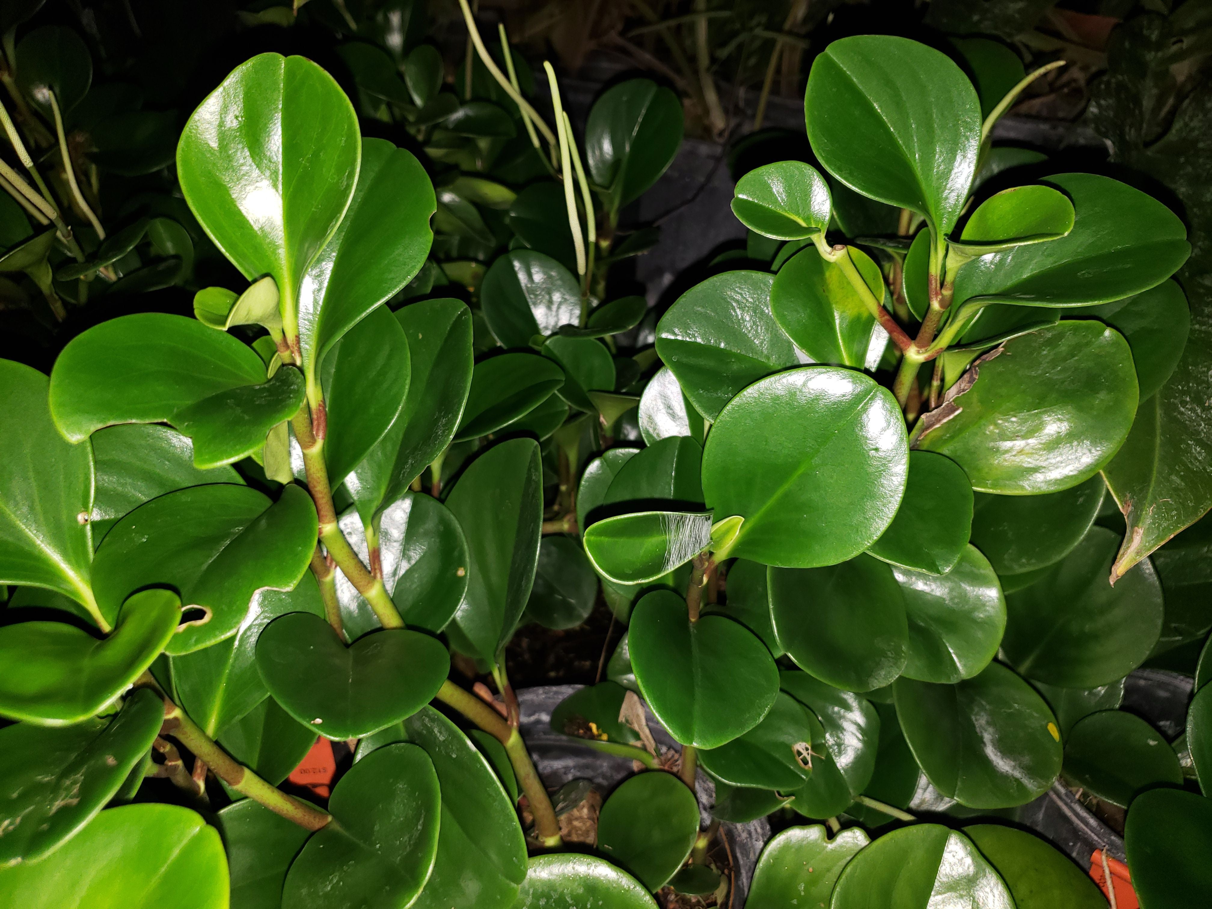 Fairchild Tropical Botanic Garden Peperomia obtusifolia