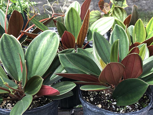 Peperomia maypurensis