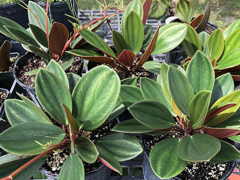 Peperomia maypurensis