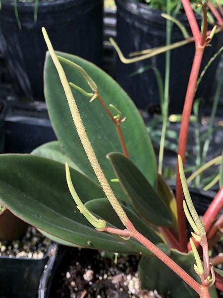 Peperomia maypurensis