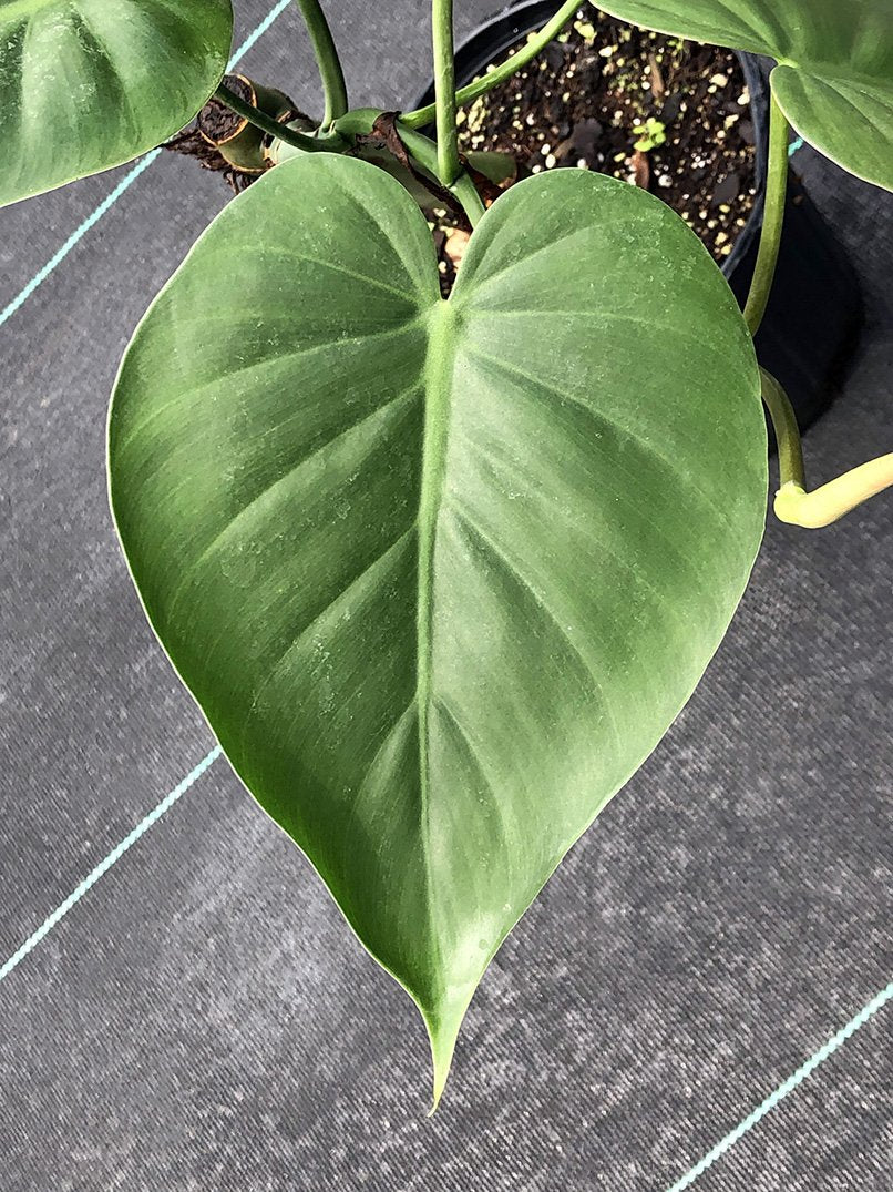 Fairchild Tropical Botanic Garden Heartleaf Philodendron - Thumbnail 3