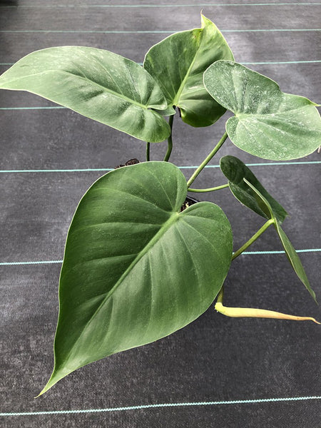 philodendron hederaceum var. hederaceum Philodendron hederaceum