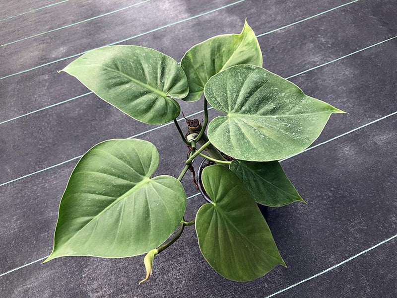 philodendron heleniae Philodendron hederaceum