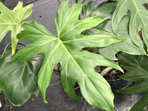 philodendron lacerum price Philodendron lacerum (Deep lobe form)