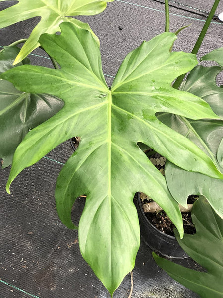Philodendron lacerum (Deep lobe form)