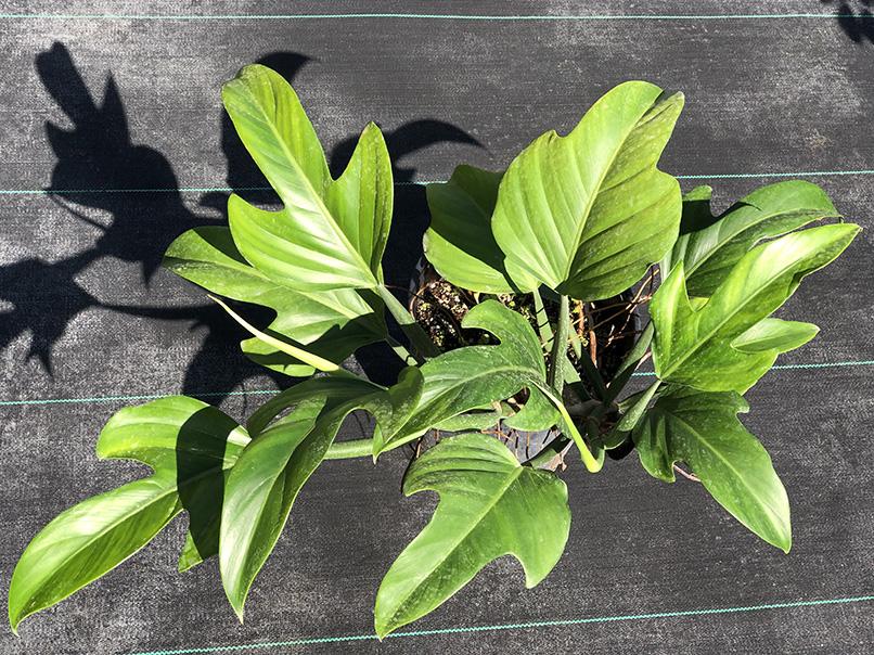 Philodendron panduriforme