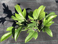 Philodendron panduriforme