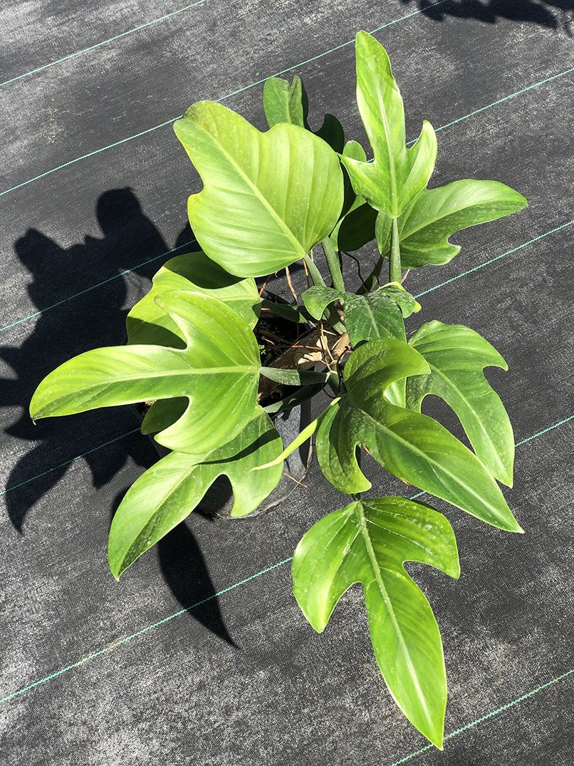 Philodendron panduriforme