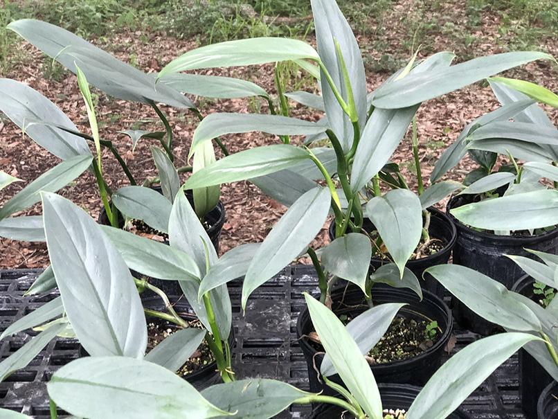 philodendron grey sticks Philodendron hastatum (narrow leaf)