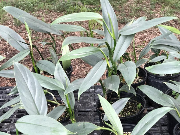 Philodendron hastatum (narrow leaf)