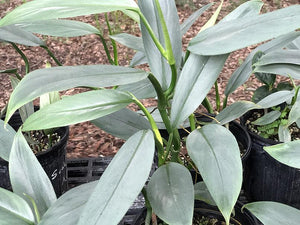 Philodendron hastatum (narrow leaf)