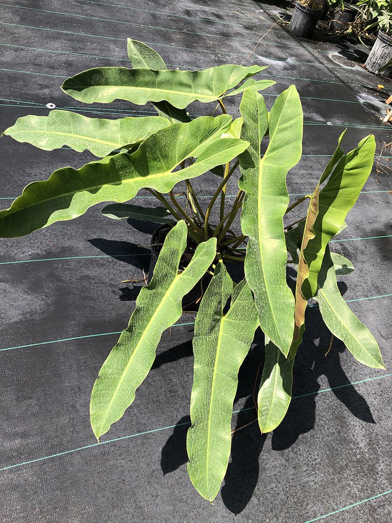 Philodendron atabapoense