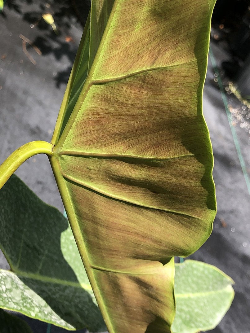 Philodendron atabapoense