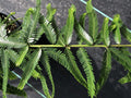 Phyllanthus taxodiifolius