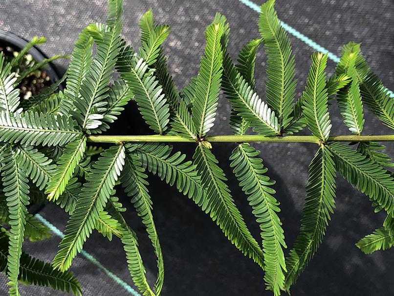 Phyllanthus sp. (tiny leaves and proliferous tips)