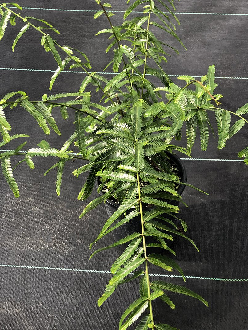 Phyllanthus sp. (tiny leaves and proliferous tips)