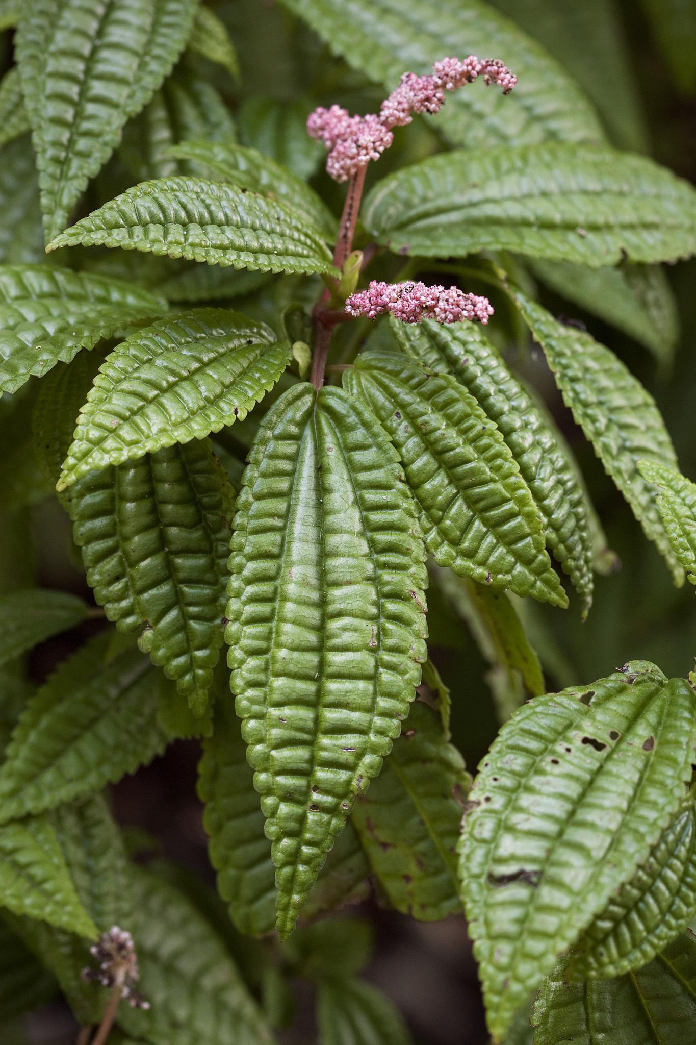 Pilea grandifolia